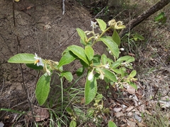 Solanum subumbellatum