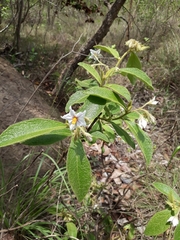 Solanum subumbellatum
