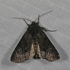 Apamea impulsa
