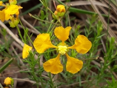 Camarea ericoides