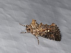 Syngrapha alias