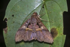 Ischyja inferna