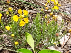 Camarea ericoides
