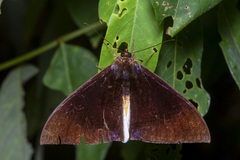 Lygniodes endoleucus