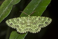 Ophthalmitis viridior