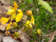 Camarea ericoides