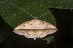 Ugia viridior