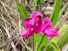 Galactia peduncularis