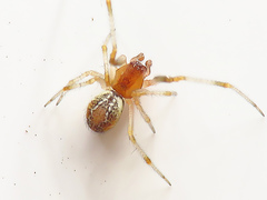 Theridion varians