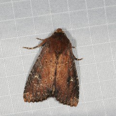 Apamea scoparia
