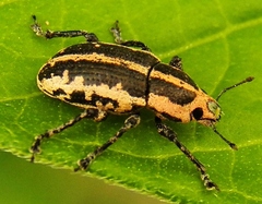 Eudiagogus rosenschoeldi