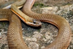 Philodryas nattereri