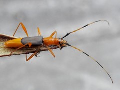 Tricheops epipphiger