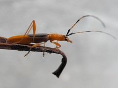 Tricheops epipphiger