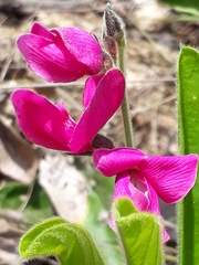 Galactia peduncularis