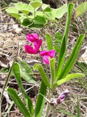 Galactia peduncularis