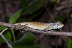 Calotes versicolor
