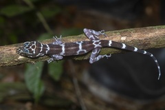 Cyrtodactylus consobrinus