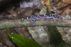 Cyrtodactylus consobrinus