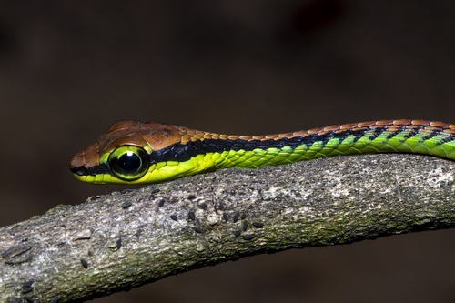 Beautiful Bronzeback Tree Snake