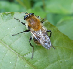 Criorhina floccosa