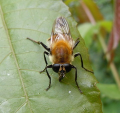 Criorhina floccosa