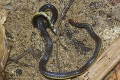 Calamaria lumbricoidea