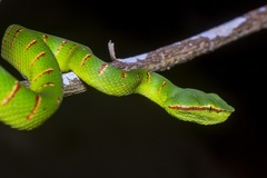 Tropidolaemus wagleri