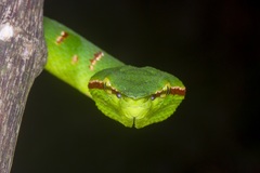 Tropidolaemus wagleri