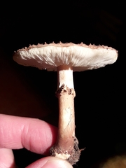 Lepiota
