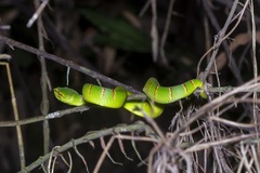 Tropidolaemus wagleri