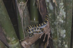 Tropidolaemus wagleri