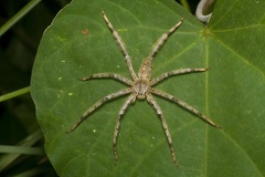 Heteropoda boiei