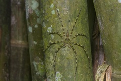 Heteropoda boiei