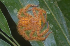 Heteropoda davidbowie