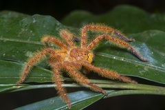 Heteropoda davidbowie