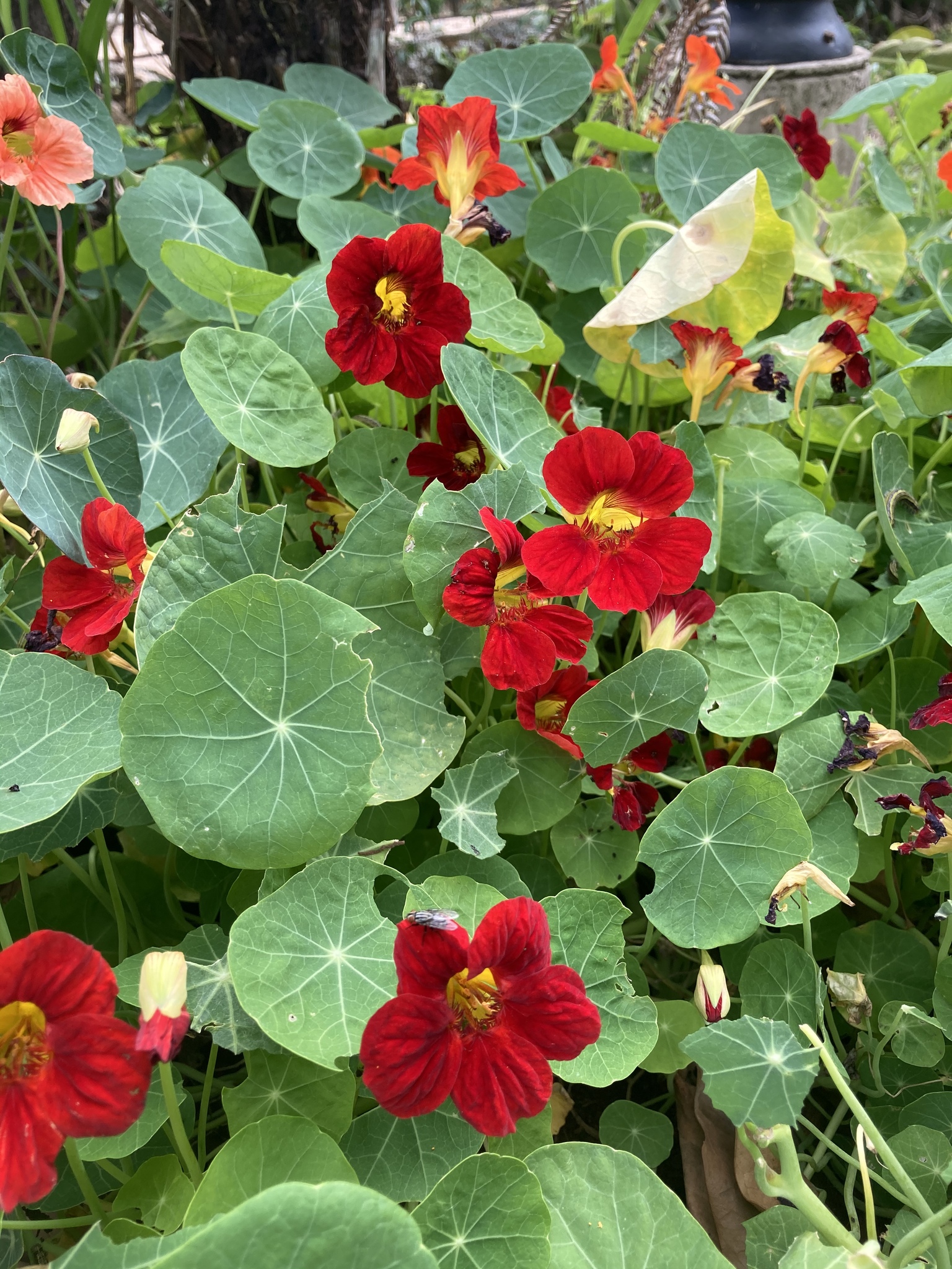 Tropaeolum majus