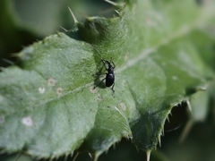 Ceratapion onopordi