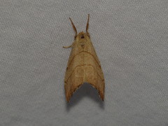 Falcaria lacertinaria