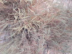 Halocnemum strobilaceum