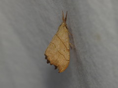 Falcaria lacertinaria