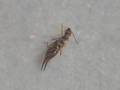 Forficula auricularia