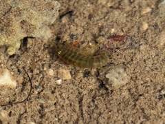 Gammarus roeselii