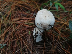 Leccinum percandidum