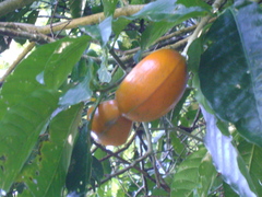 Tabernaemontana litoralis