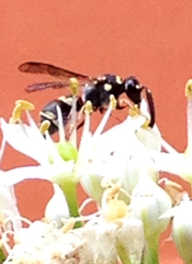 Parancistrocerus minimoferus