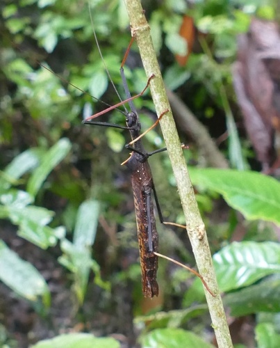 Two-spined Ecuador Stick Insect