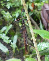 Pseudophasma bispinosum