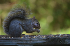 Cuterebra emasculator