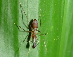 Camponotus ager